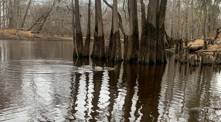 The Lumbee River: Protecting the Dark Water